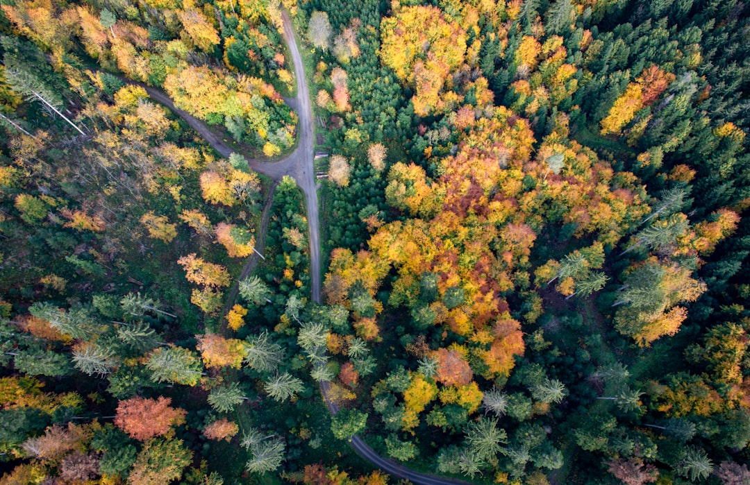 decision making fork road business choice strategy